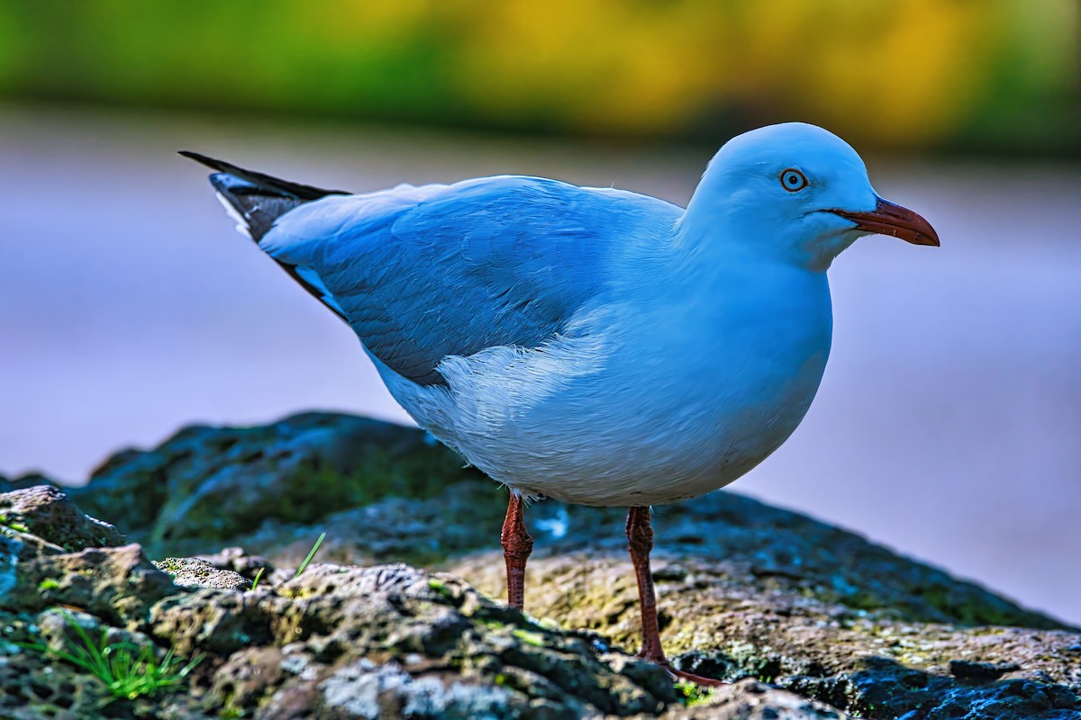 Silver Gull (Silver) - ML639444204