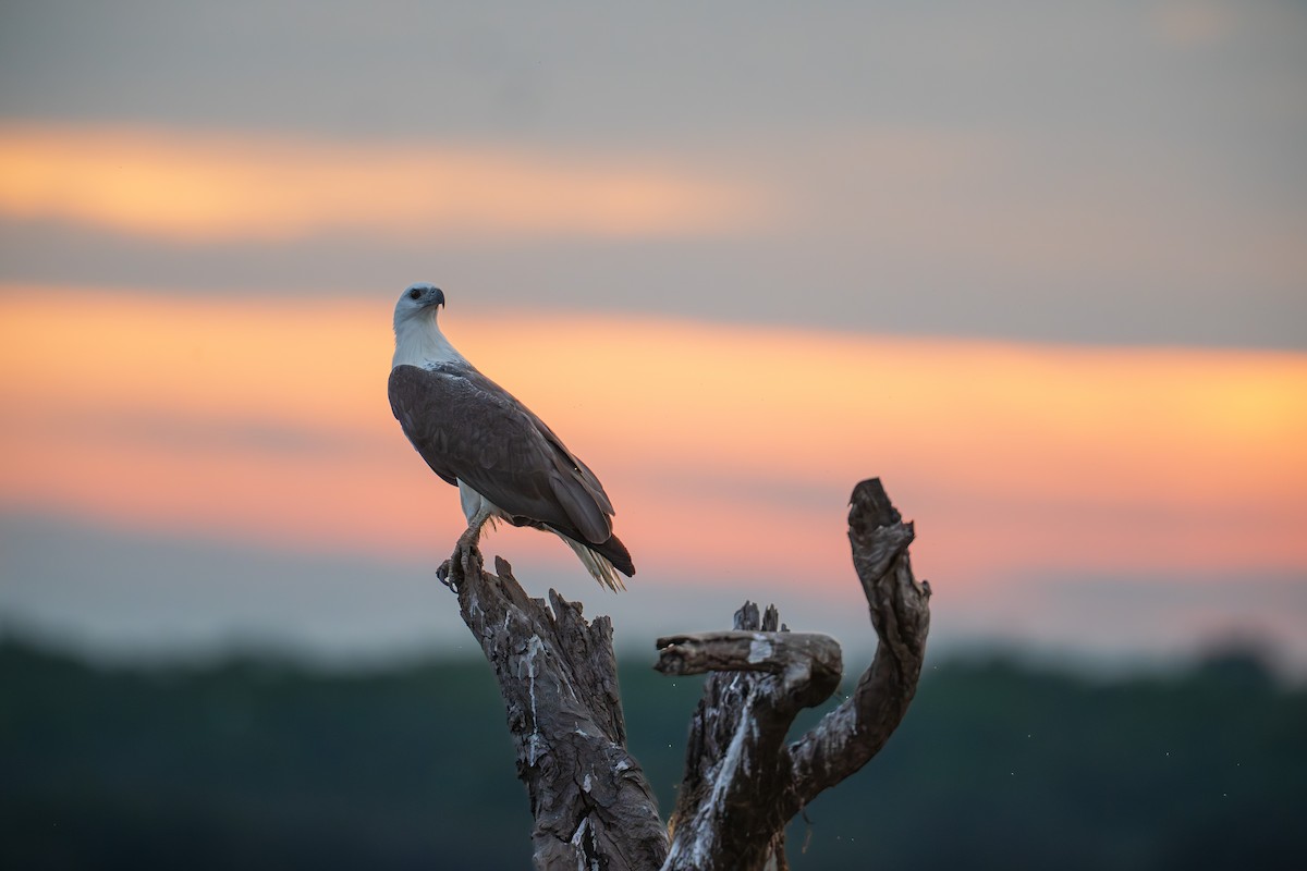 White-bellied Sea-Eagle - ML639444206