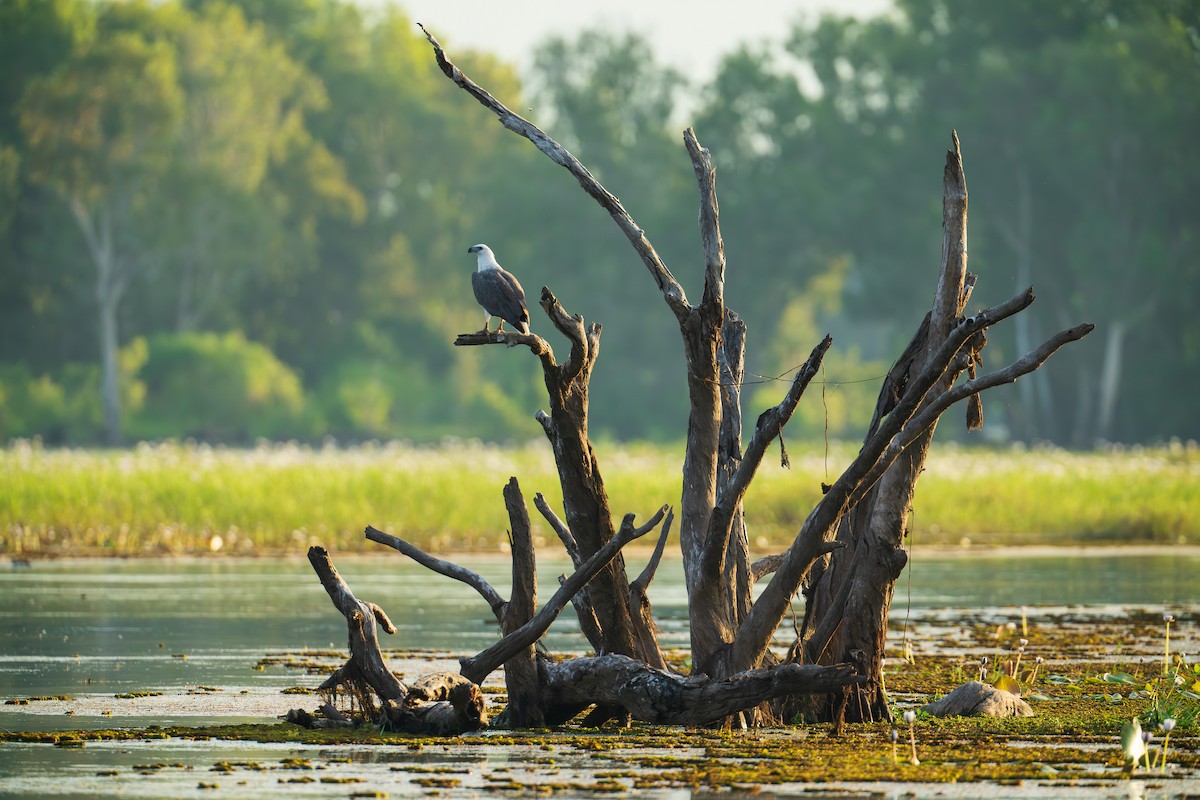 White-bellied Sea-Eagle - ML639444207