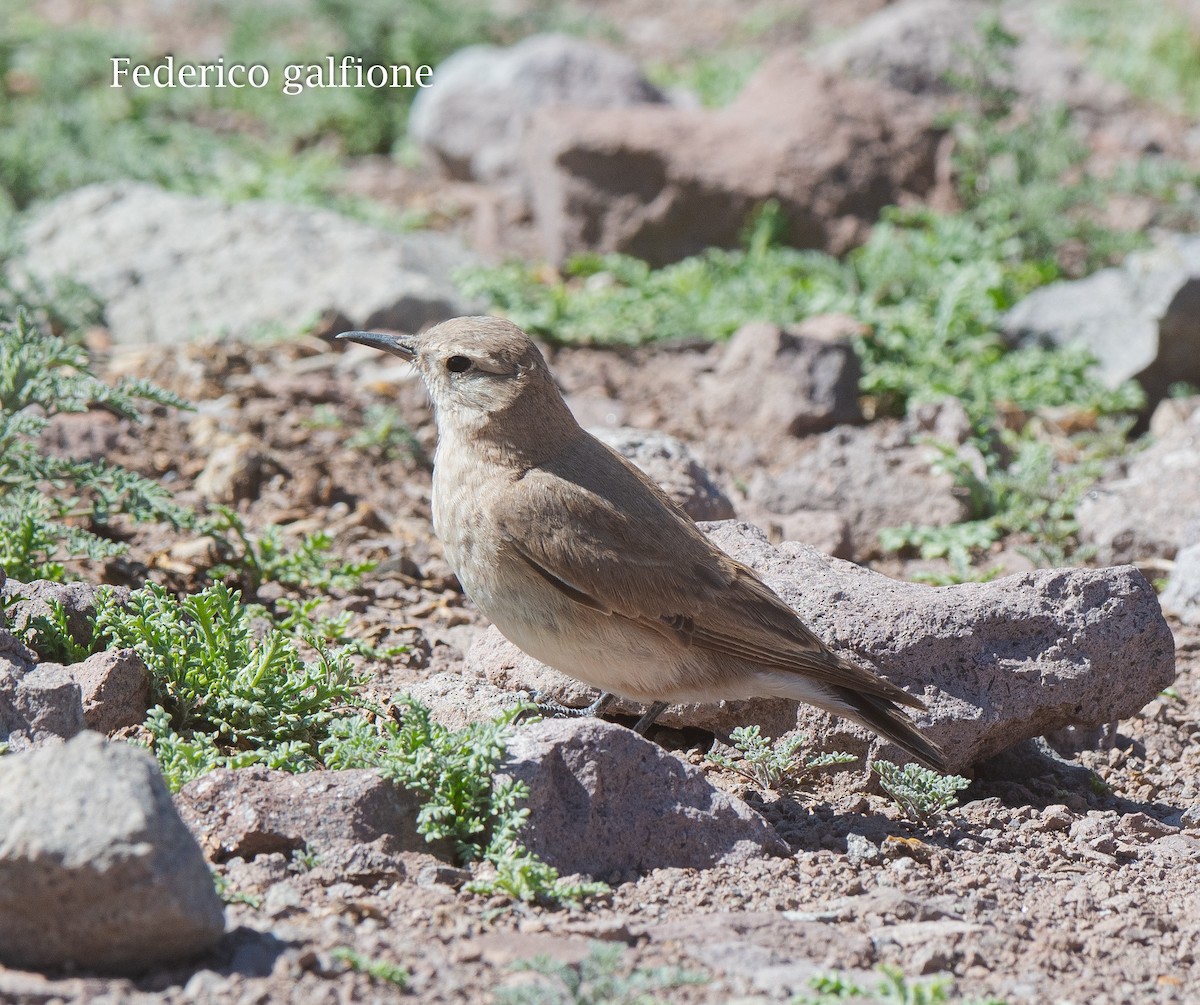 Creamy-rumped Miner - ML639444208