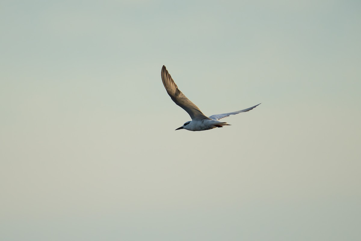 Whiskered Tern - ML639444212