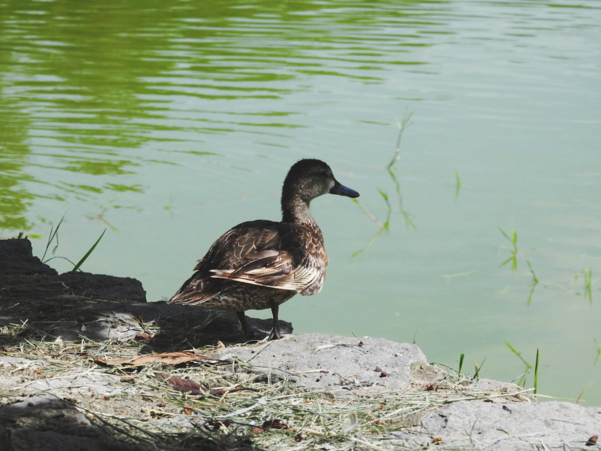 Blue-winged Teal - ML639444304
