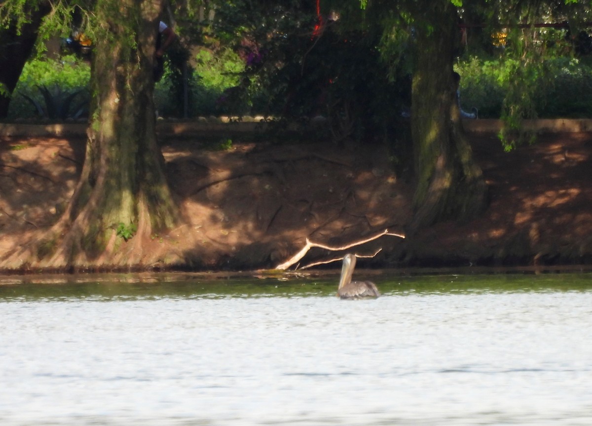 Brown Pelican - ML639444310