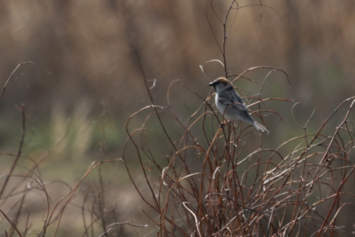 Saxaul Sparrow - ML639444342