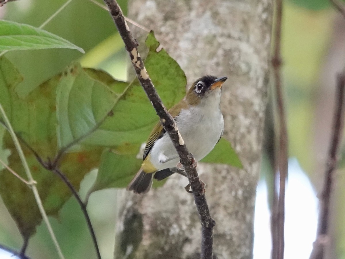 Cream-throated White-eye - ML639444353