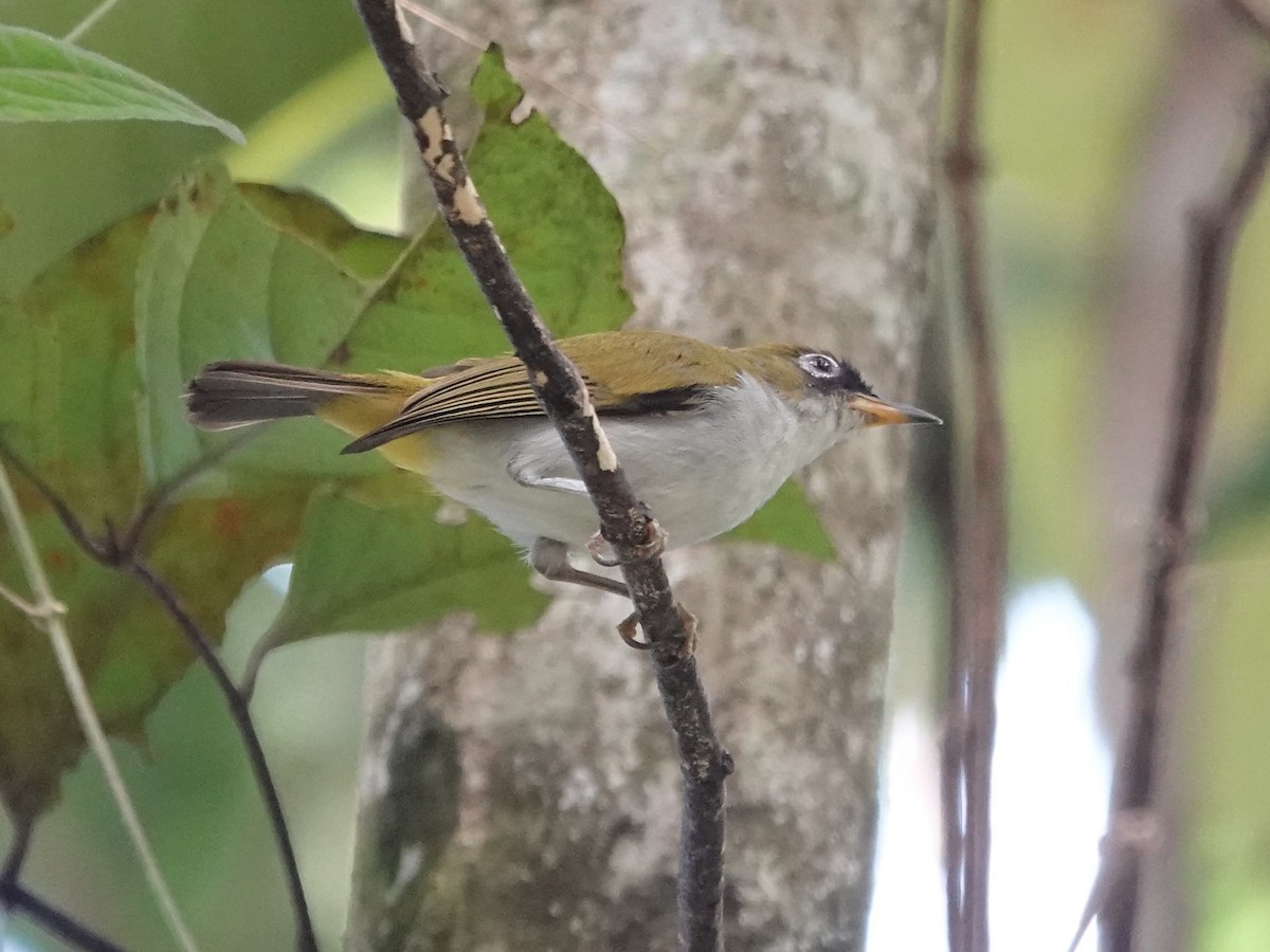 Cream-throated White-eye - ML639444354