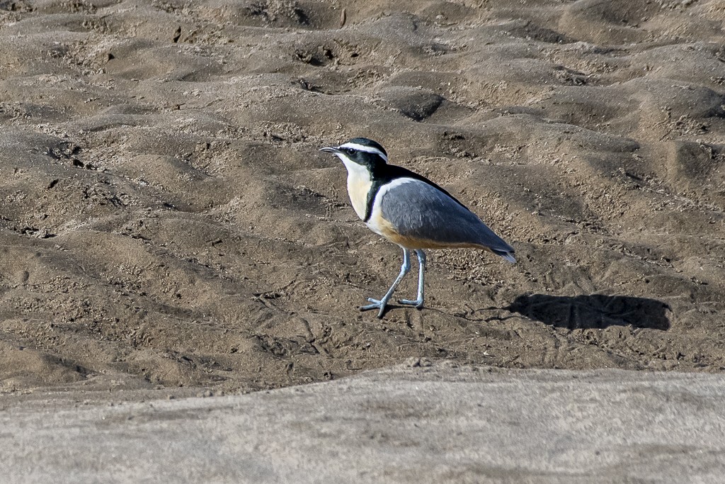 Egyptian Plover - ML639444357