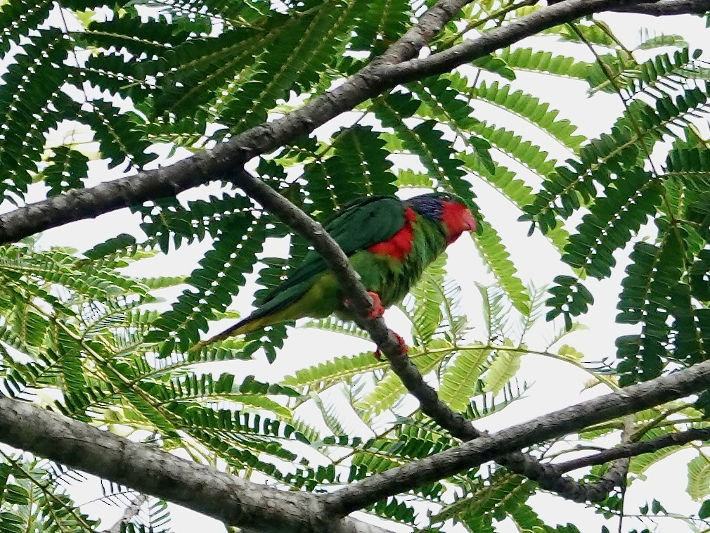 Red-flanked Lorikeet - ML639444371