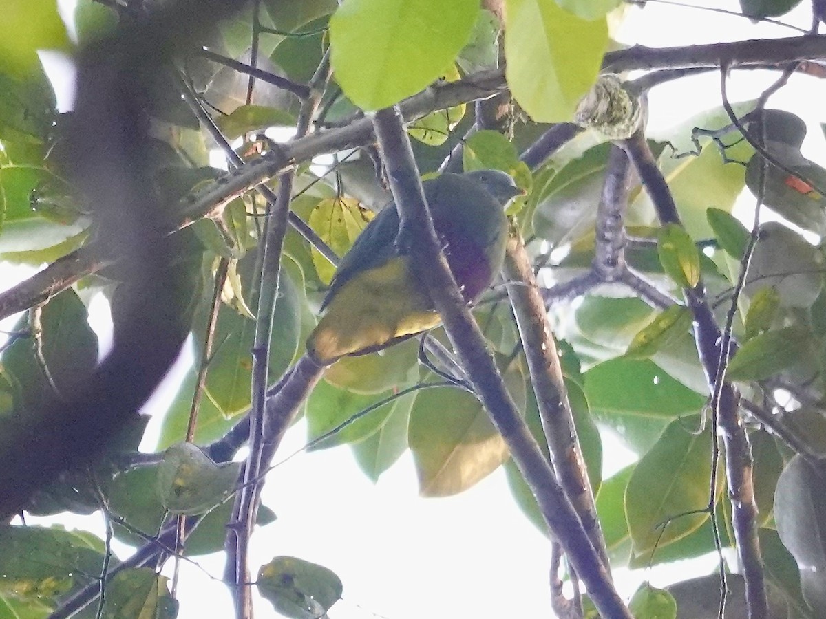 Scarlet-breasted Fruit-Dove - ML639444374