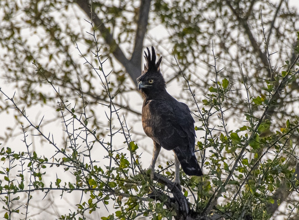 Long-crested Eagle - ML639444408
