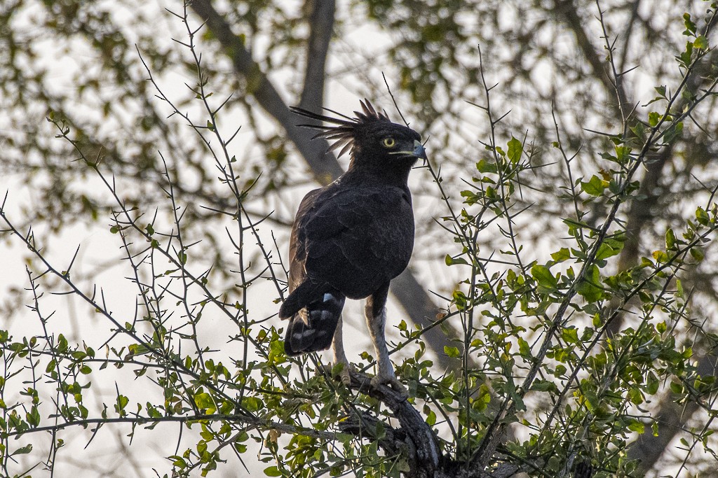 Long-crested Eagle - ML639444409