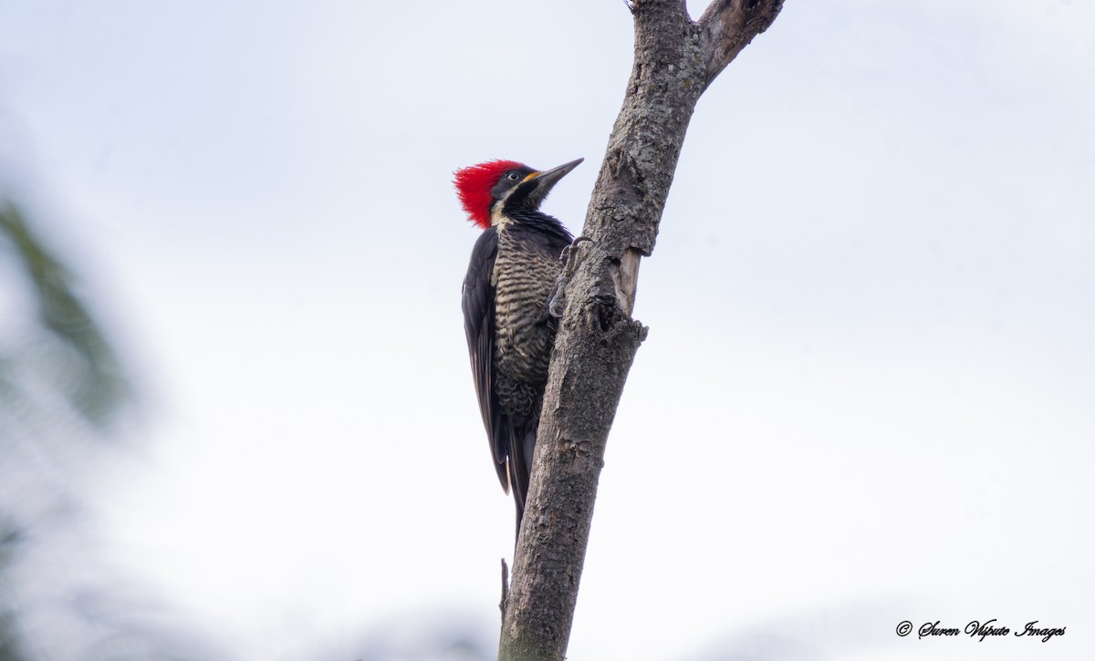 Lineated Woodpecker - ML639444416