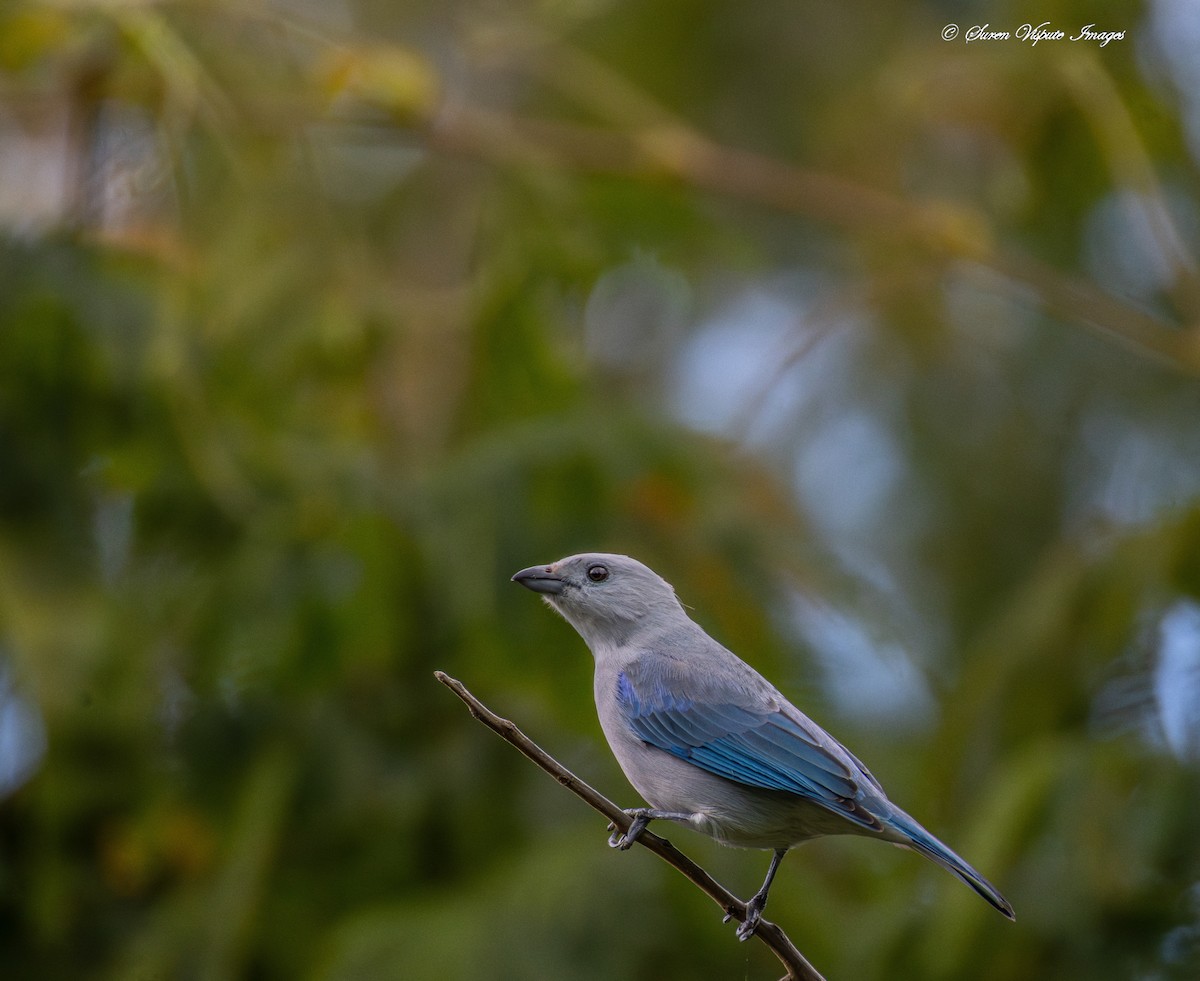 Blue-gray Tanager - ML639444424