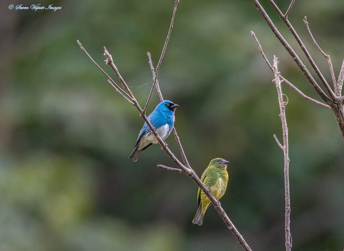 Swallow Tanager - ML639444427