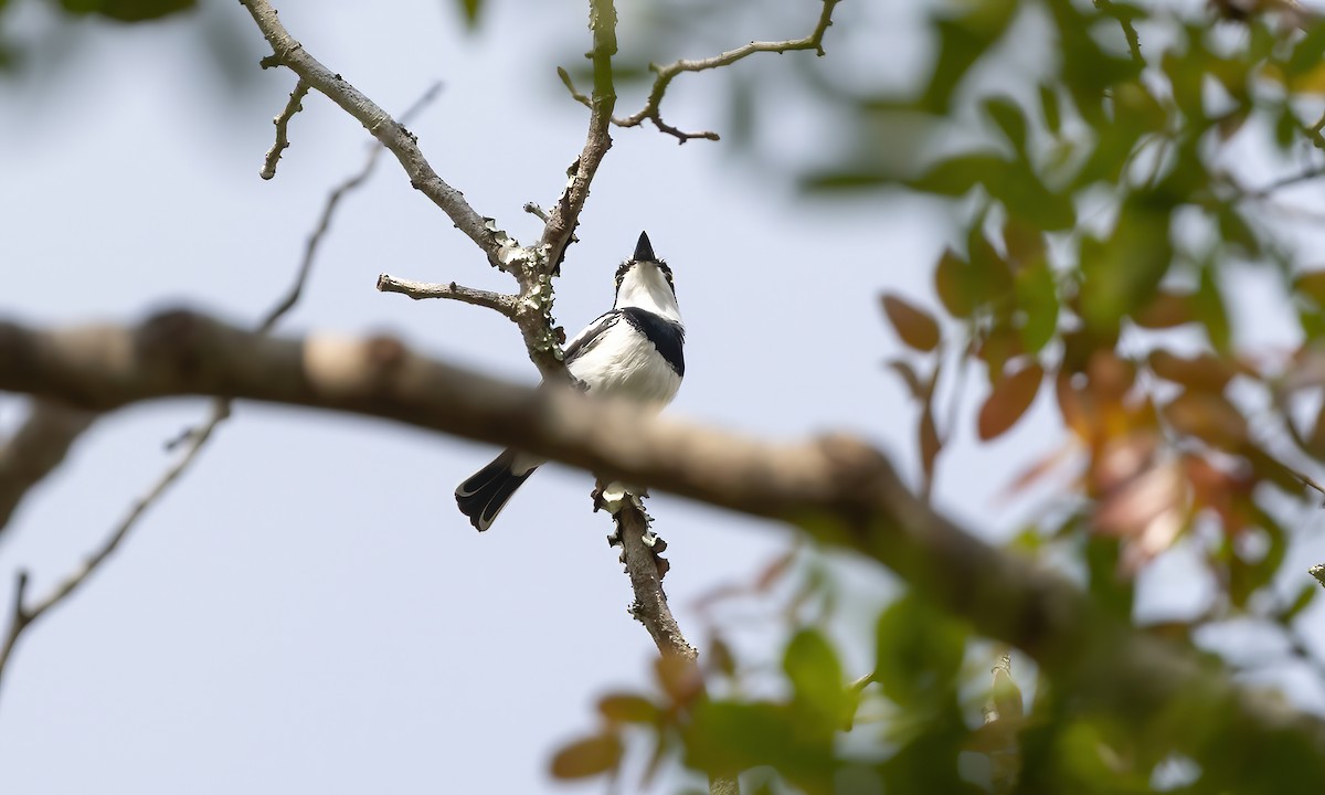 Pale Batis - ML639444461