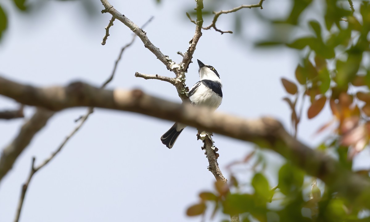 Pale Batis - ML639444462