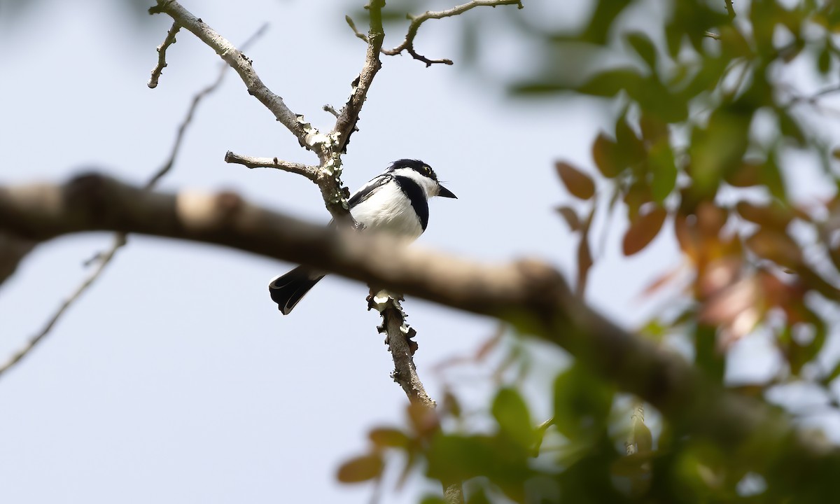Pale Batis - ML639444463