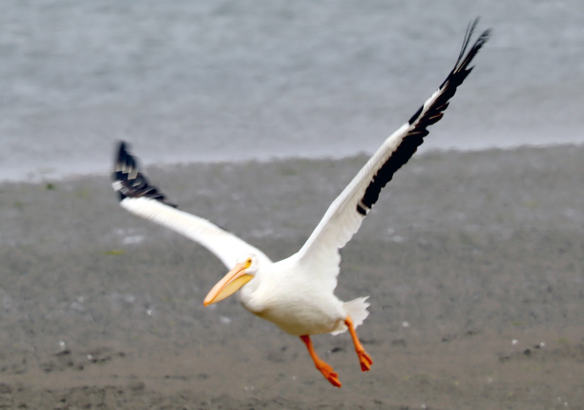 American White Pelican - ML639444526