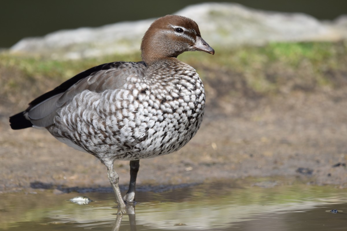 Maned Duck - ML639444539
