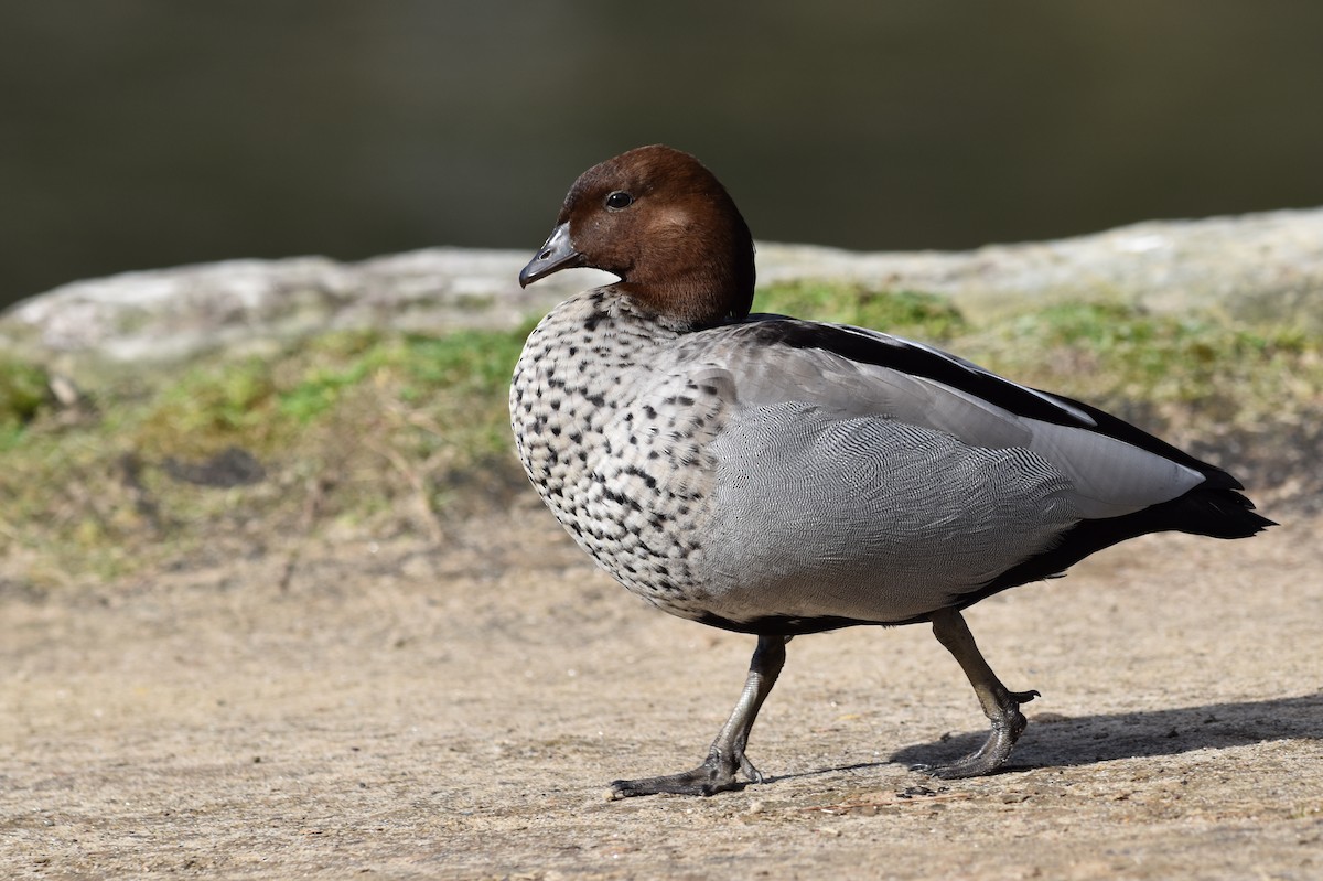 Maned Duck - ML639444540