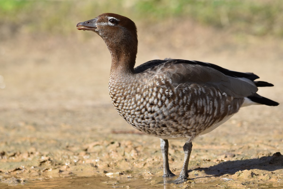 Maned Duck - ML639444541