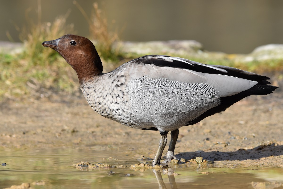 Maned Duck - ML639444542