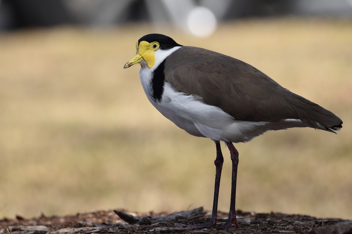 Masked Lapwing - ML639444553