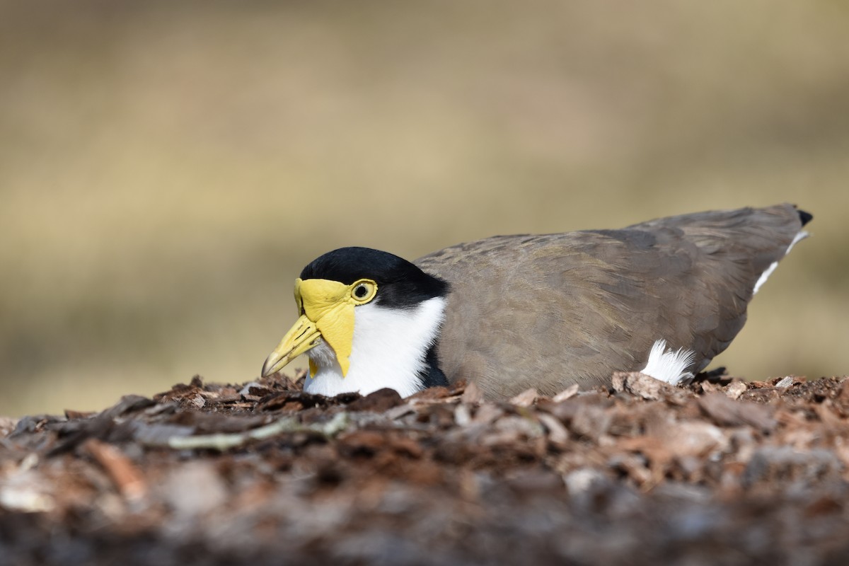 Masked Lapwing - ML639444560