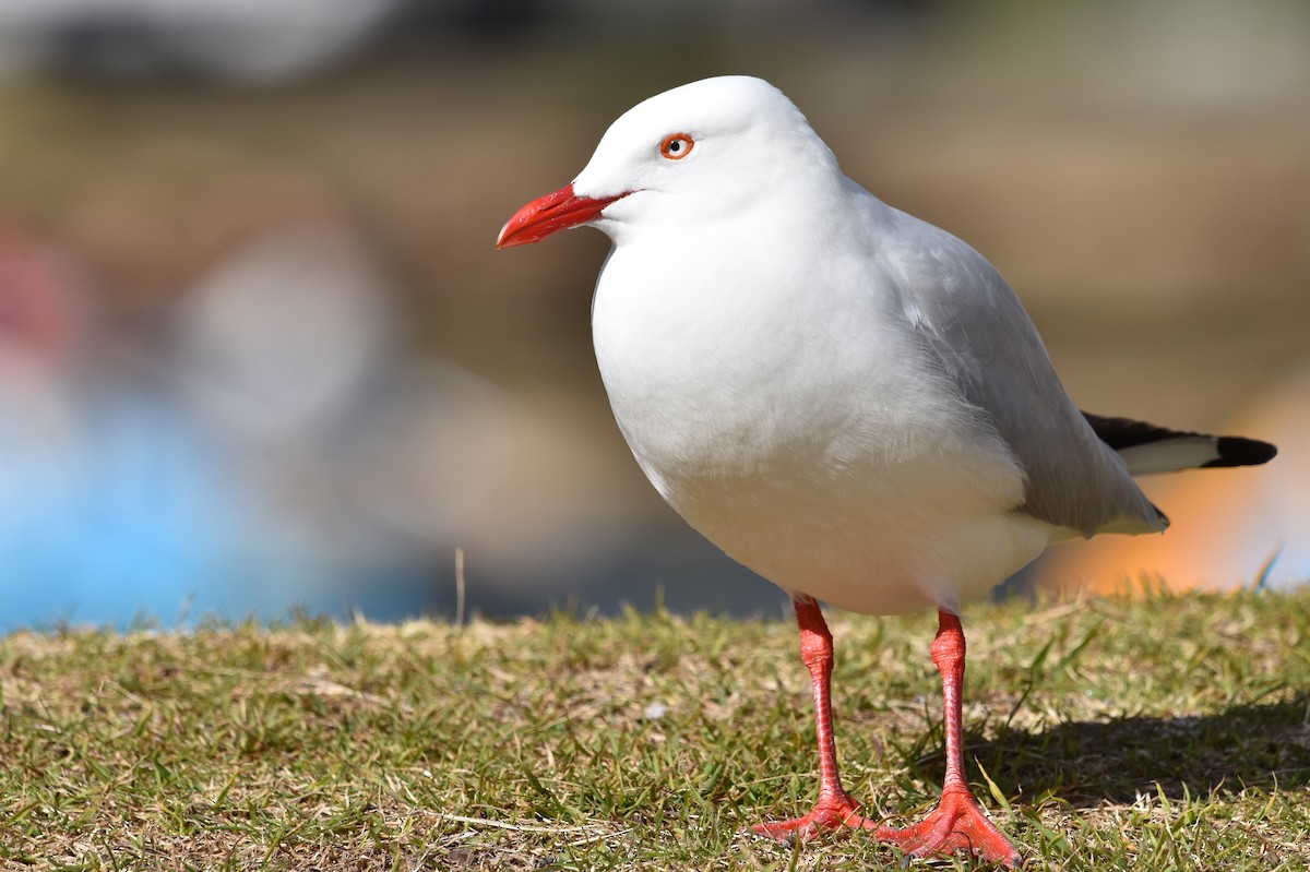Silver Gull - ML639444563