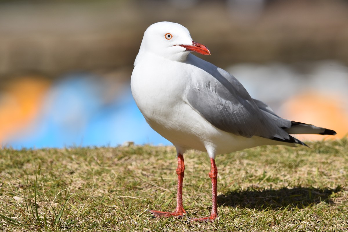 Silver Gull - ML639444565