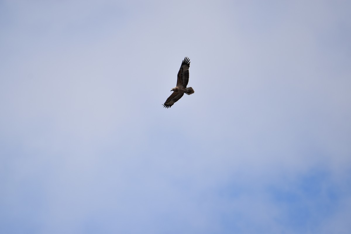 White-bellied Sea-Eagle - ML639444568
