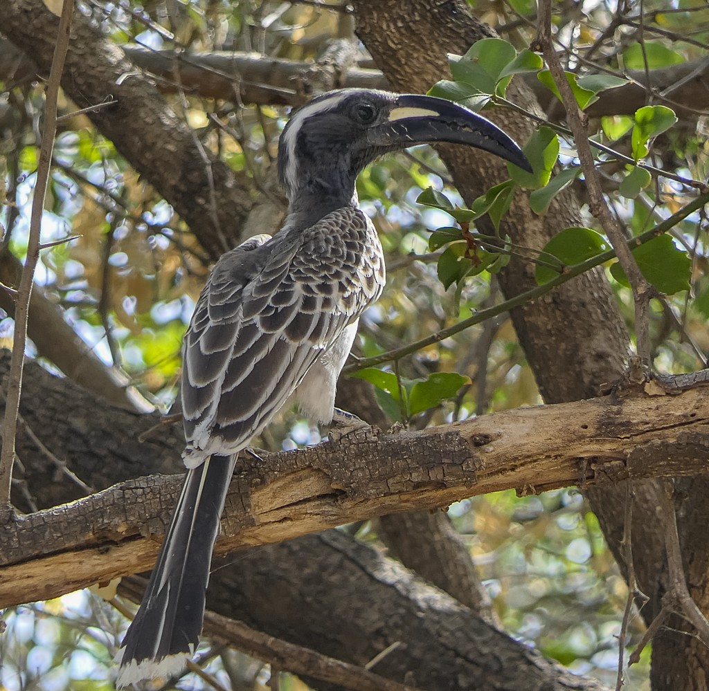 African Gray Hornbill - ML639444579