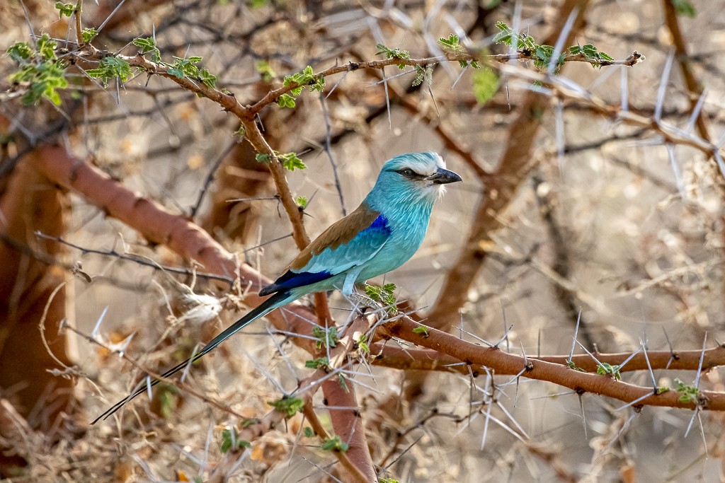Abyssinian Roller - ML639444584