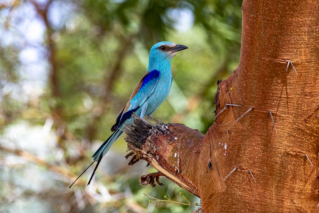 Abyssinian Roller - ML639444585