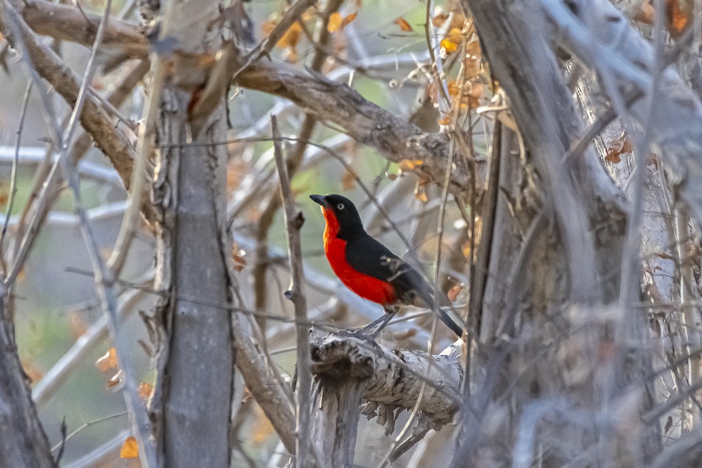 Black-headed Gonolek - ML639444588