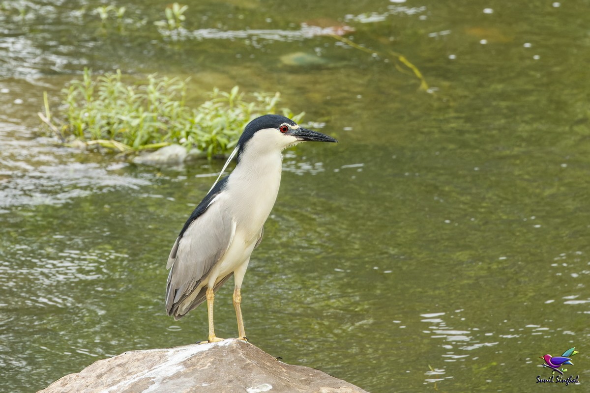 Black-crowned Night Heron - ML639444602