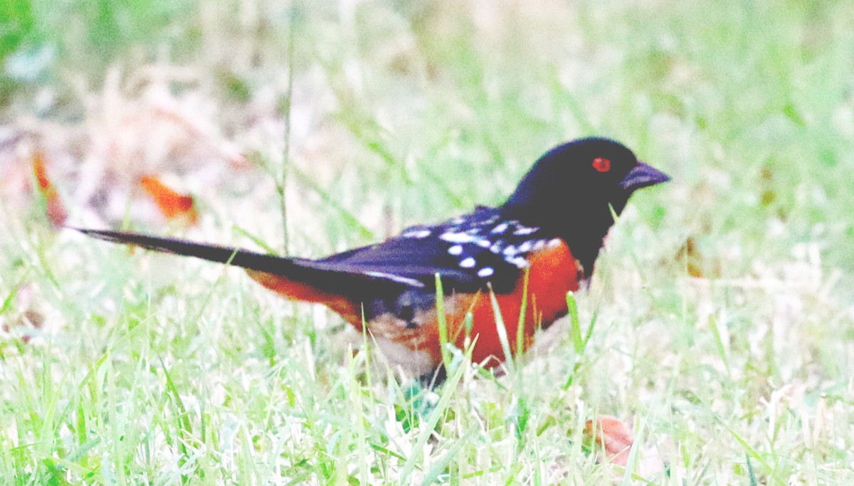 Spotted Towhee - ML639444615
