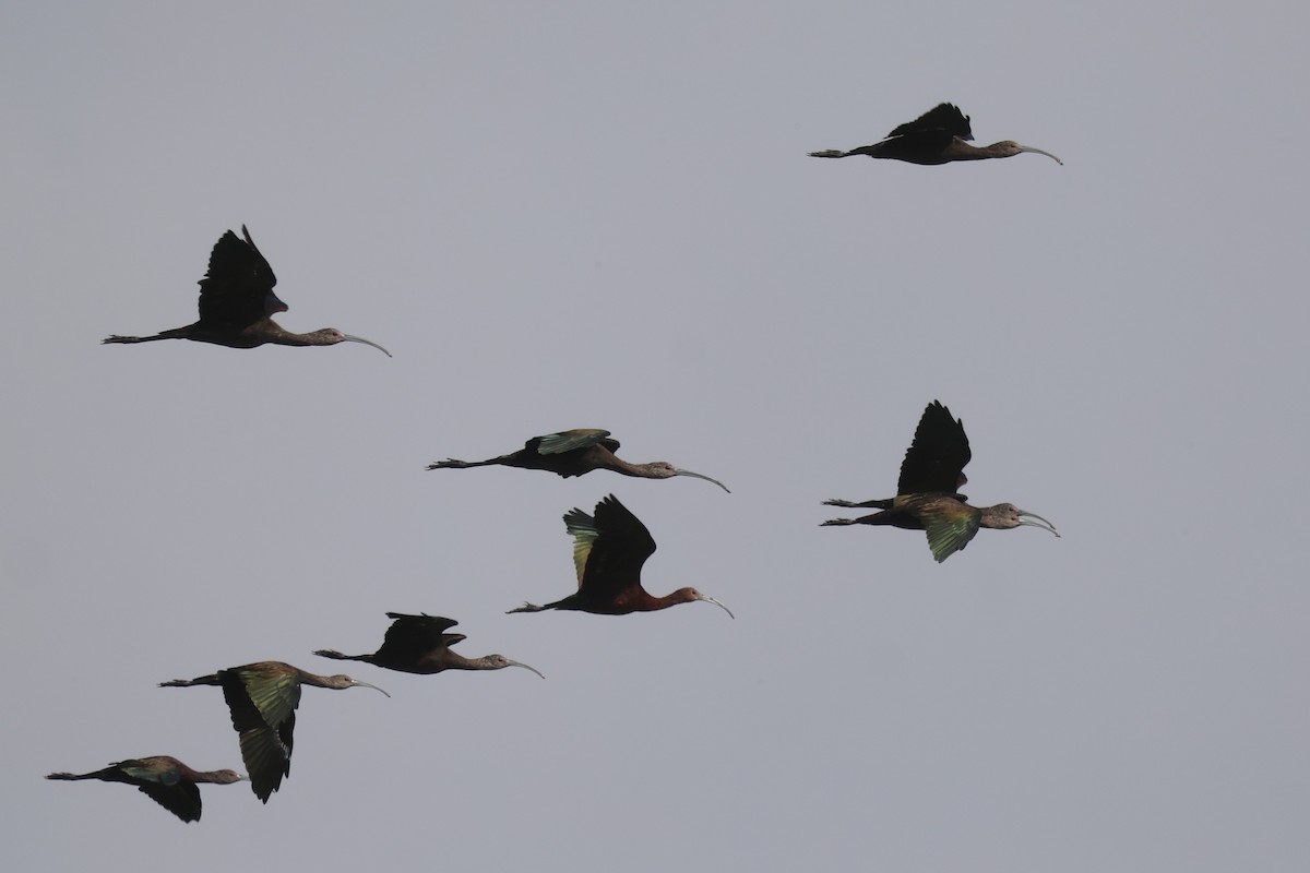 White-faced Ibis - ML639444626