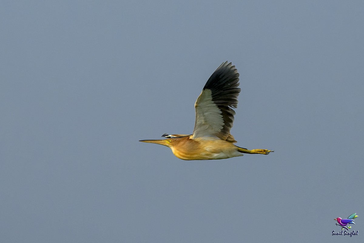 Yellow Bittern - ML639444639