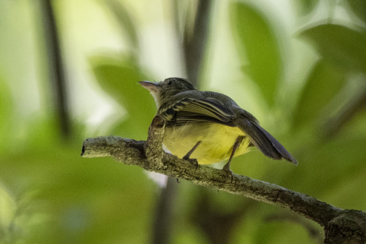 Yellow-olive Flatbill - ML639444674