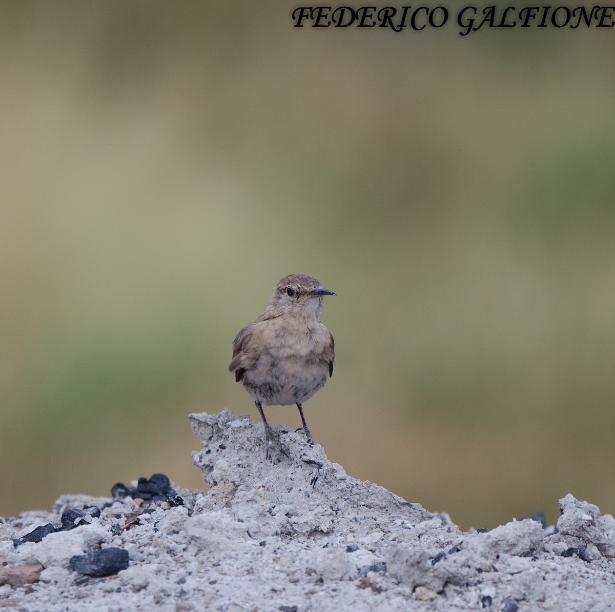 Creamy-rumped Miner - ML639444743
