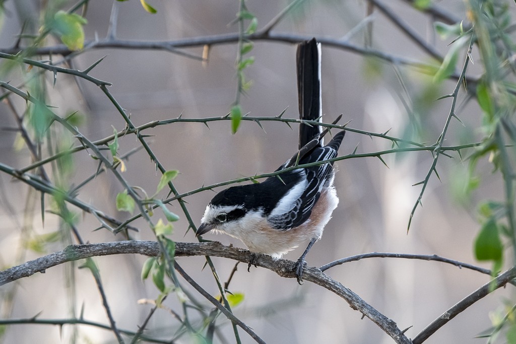 Masked Shrike - ML639444804