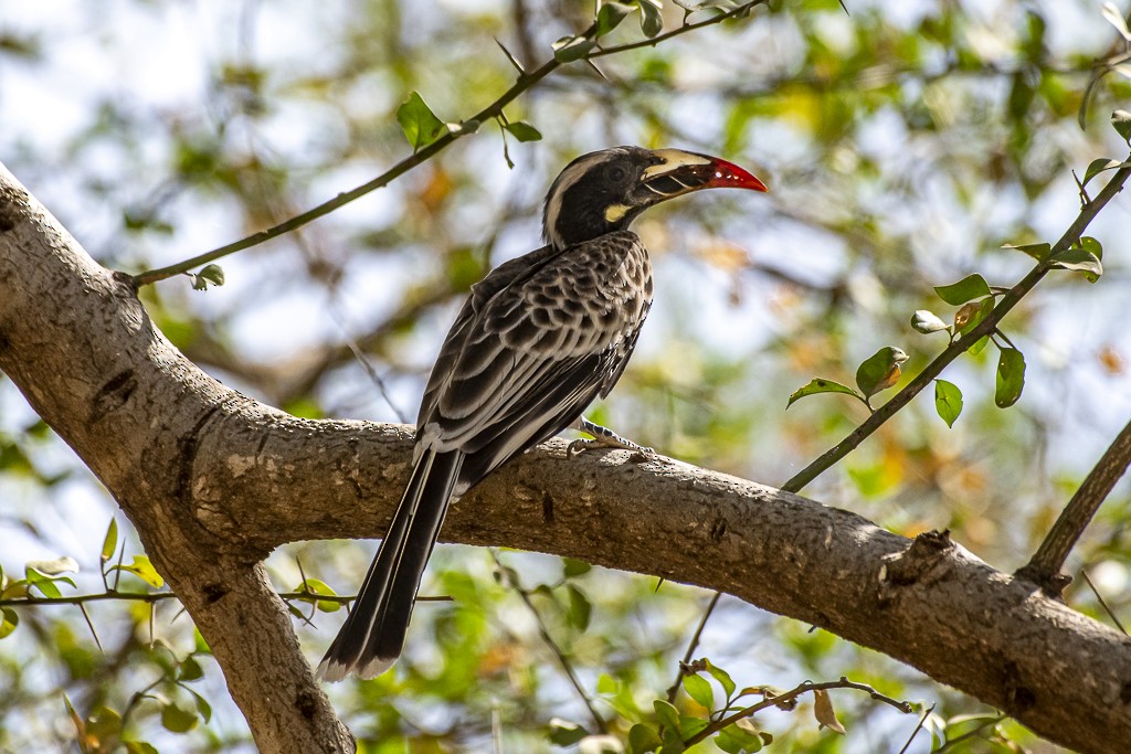 African Gray Hornbill - ML639444809