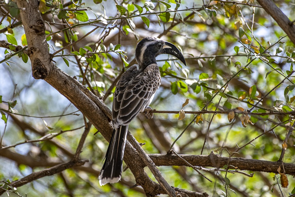 African Gray Hornbill - ML639444810