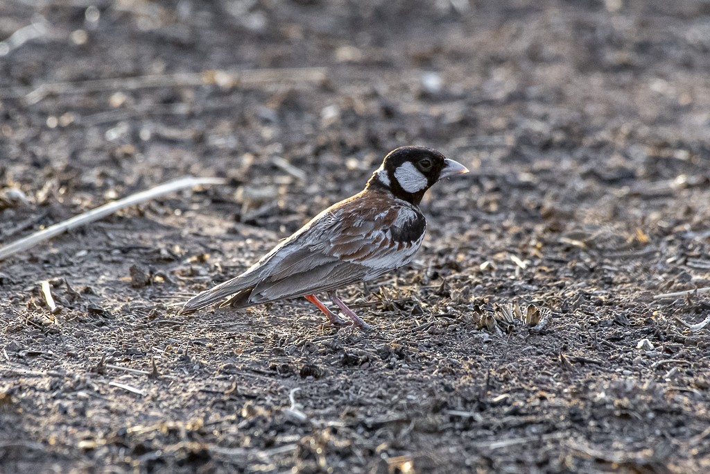 Chestnut-backed Sparrow-Lark - ML639444835