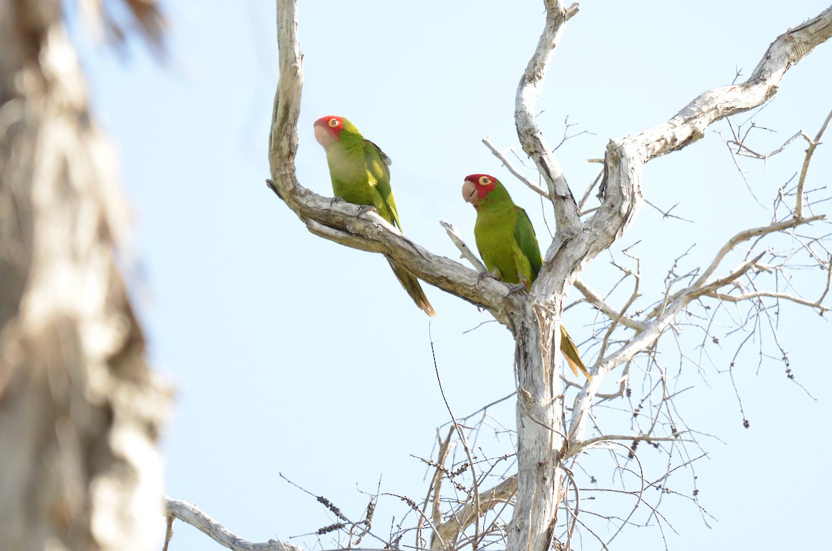 Red-masked Parakeet - ML639444849