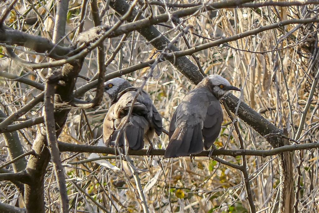 Cretzschmar's Babbler - ML639444857