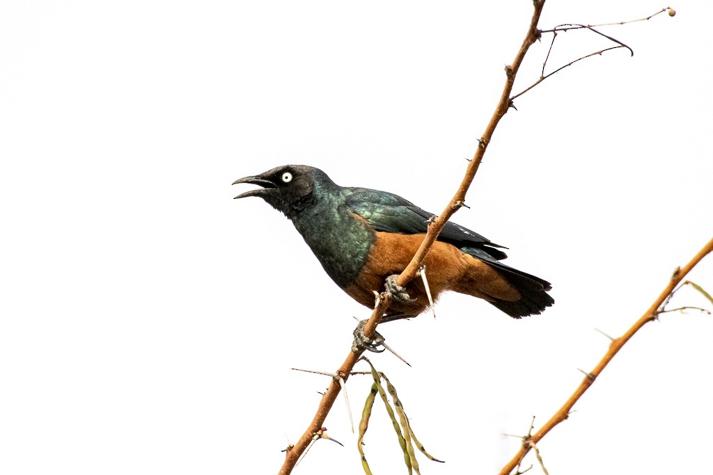 Chestnut-bellied Starling - ML639444866