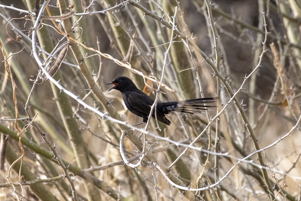 Black Scrub-Robin - ML639444870