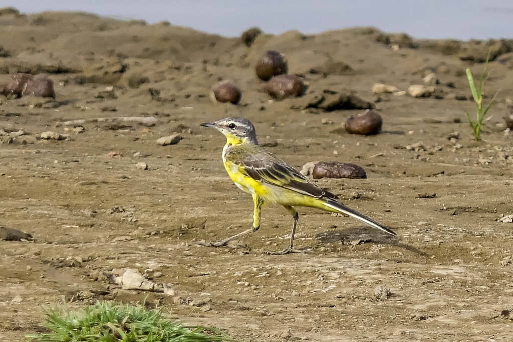 Western Yellow Wagtail - ML639444925